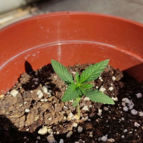 Purple Shot #2 growlog timeline photo