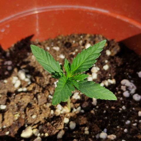 Purple Shot #2 growlog timeline photo