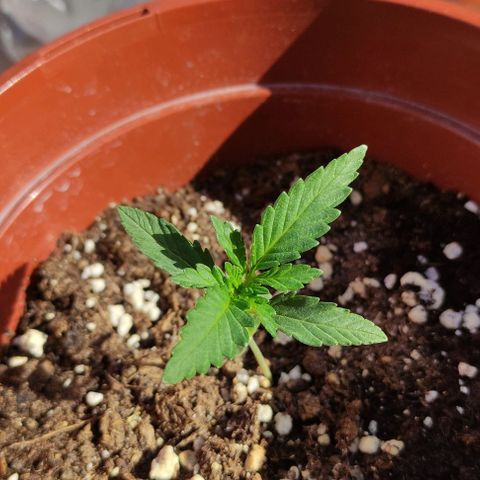 Purple Shot #2 growlog timeline photo