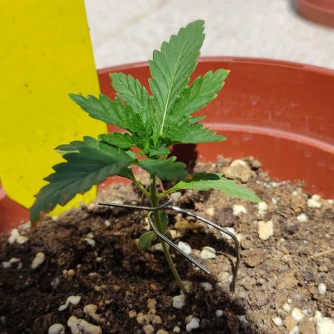Purple Shot #2 growlog timeline photo