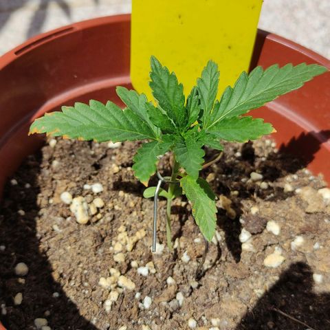 Purple Shot #2 growlog timeline photo