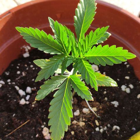 Purple Shot #2 growlog timeline photo