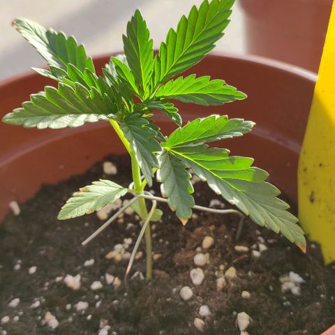 Purple Shot #2 growlog timeline photo