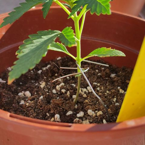 Purple Shot #2 growlog timeline photo