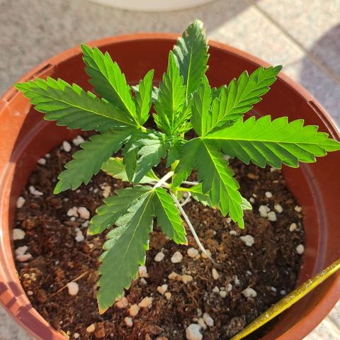 Purple Shot #2 growlog timeline photo