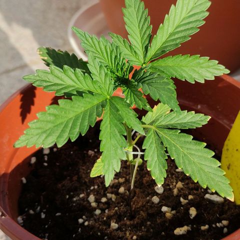 Purple Shot #2 growlog timeline photo