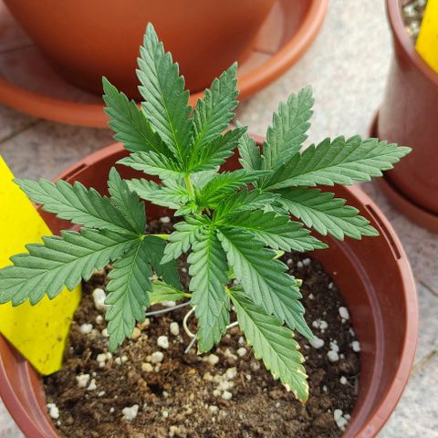 Purple Shot #2 growlog timeline photo
