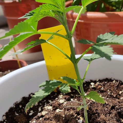 Purple Shot #2 growlog timeline photo