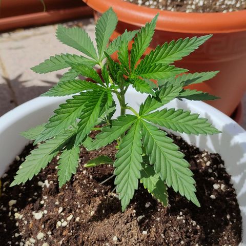 Purple Shot #2 growlog timeline photo
