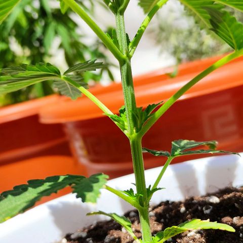 Purple Shot #2 growlog timeline photo