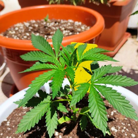 Purple Shot #2 growlog timeline photo