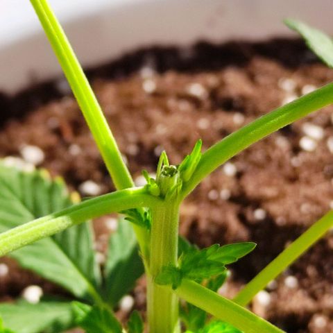 Purple Shot #2 growlog timeline photo