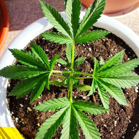 Purple Shot #2 growlog timeline photo