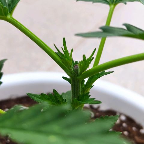 Purple Shot #2 growlog timeline photo