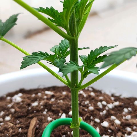 Purple Shot #2 growlog timeline photo