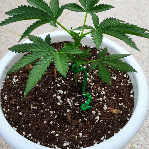 Purple Shot #2 growlog timeline photo
