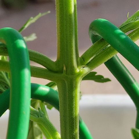 Purple Shot #2 growlog timeline photo