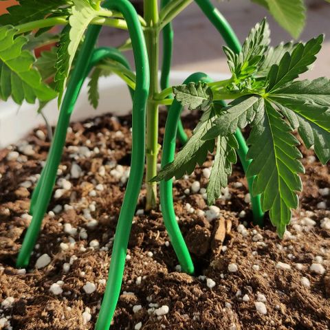 Purple Shot #2 growlog timeline photo