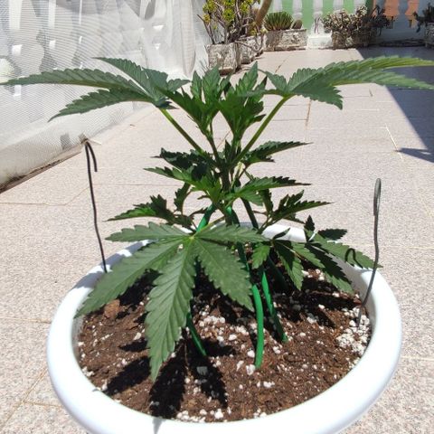 Purple Shot #2 growlog timeline photo