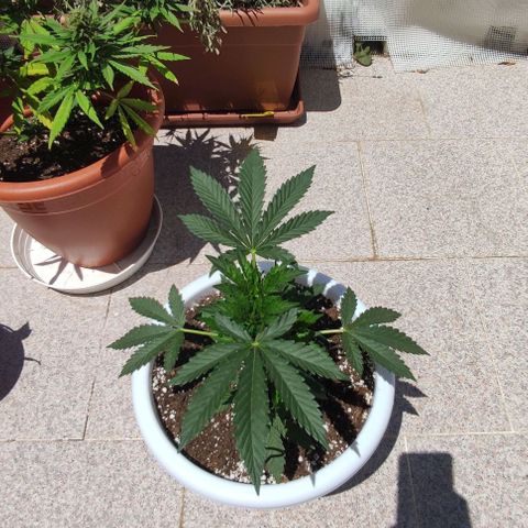 Purple Shot #2 growlog timeline photo