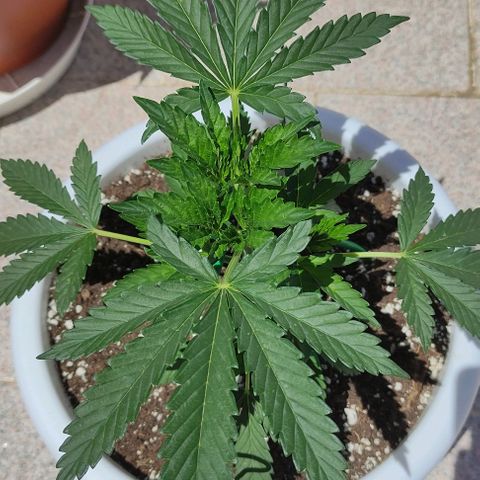 Purple Shot #2 growlog timeline photo