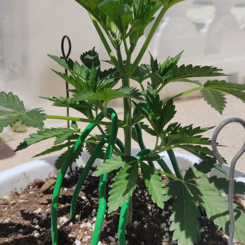 Purple Shot #2 growlog timeline photo