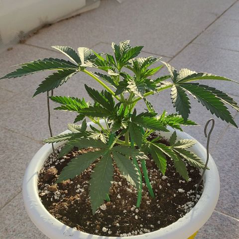 Purple Shot #2 growlog timeline photo