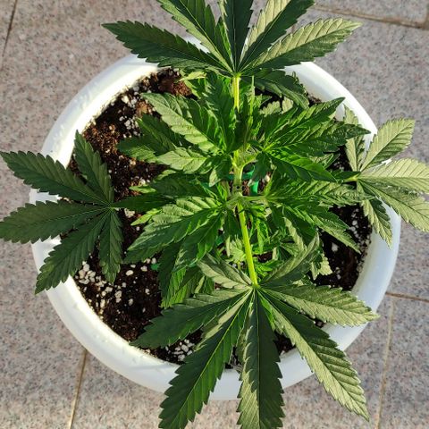 Purple Shot #2 growlog timeline photo