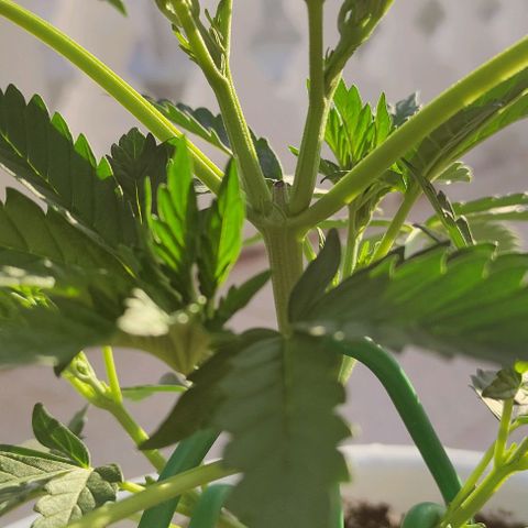 Purple Shot #2 growlog timeline photo