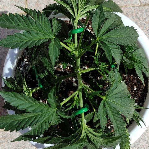 Purple Shot #2 growlog timeline photo