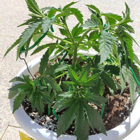 Purple Shot #2 growlog timeline photo