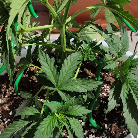 Purple Shot #2 growlog timeline photo