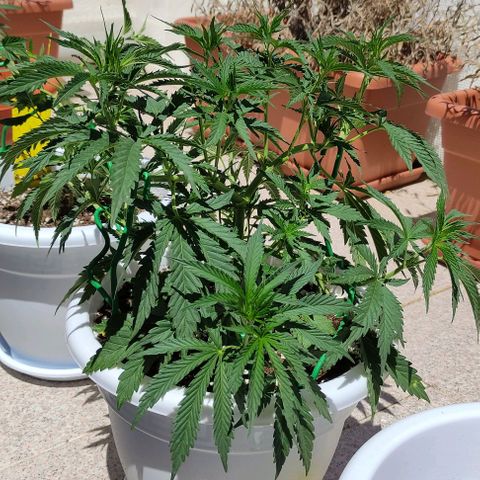 Purple Shot #2 growlog timeline photo