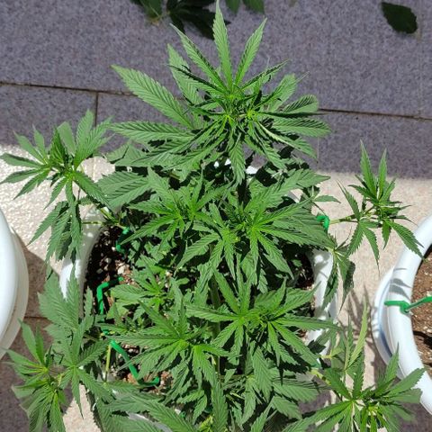 Purple Shot #2 growlog timeline photo