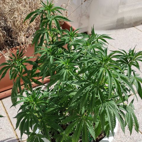 Purple Shot #2 growlog timeline photo