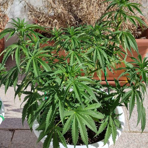 Purple Shot #2 growlog timeline photo