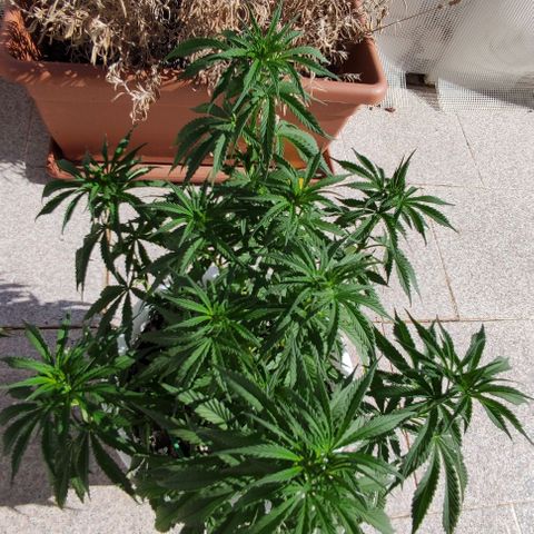 Purple Shot #2 growlog timeline photo
