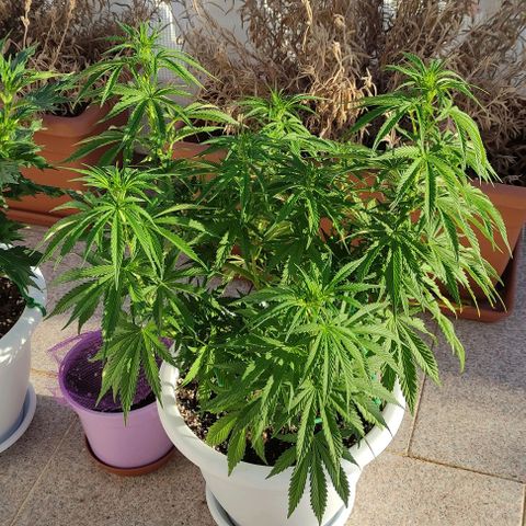 Purple Shot #2 growlog timeline photo