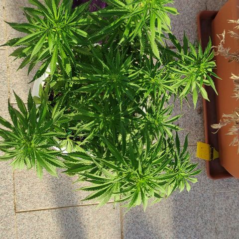 Purple Shot #2 growlog timeline photo