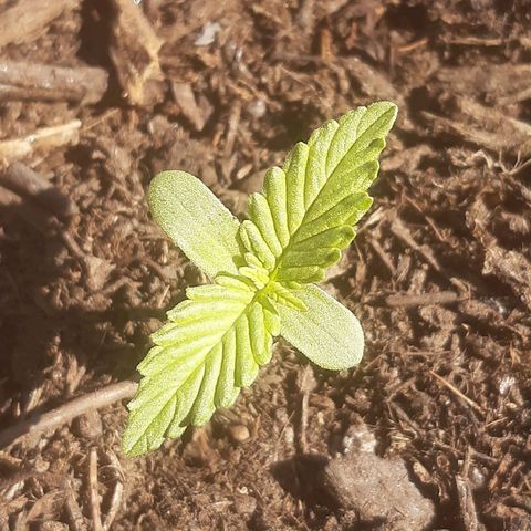 Purple Queen growlog photo: Continua la sua naturale crescita nella sua seconda settimana. Fortaleze la sua radice.