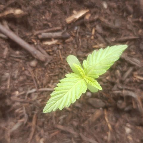 Purple Queen growlog photo: Sisi vedono grandi cambi.la crescita è in modo notevole
