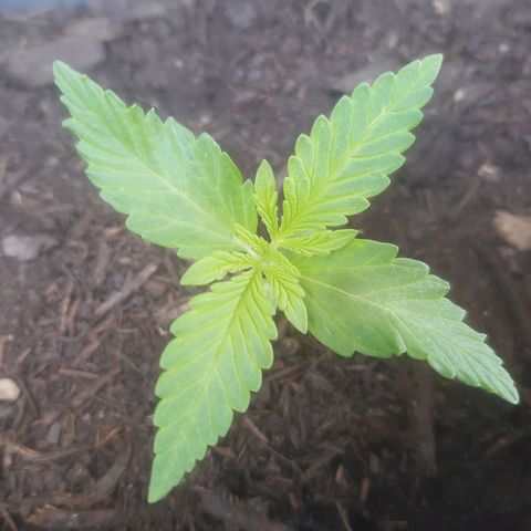 Purple Queen growlog photo: Ancora più grande
