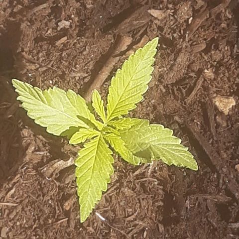 Purple Queen growlog photo: Nonostante il tempo ostile con freddo e pioggia. Mantiene la suo crescita