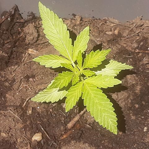 Purple Queen growlog timeline photo