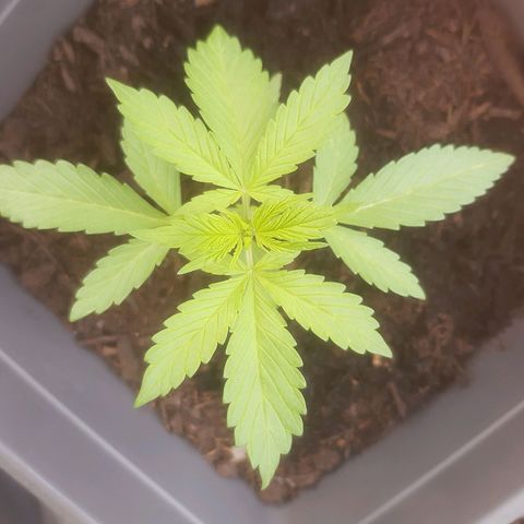 Purple Queen growlog timeline photo