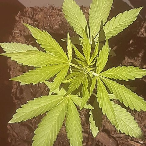 Purple Queen growlog photo: Sta prendendo forma