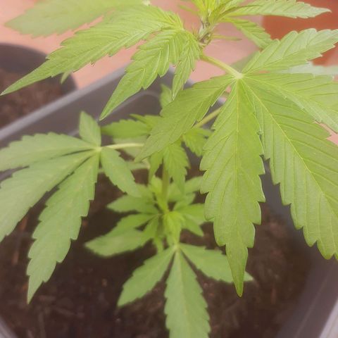 Purple Queen growlog photo: Lo veo lo spoglio