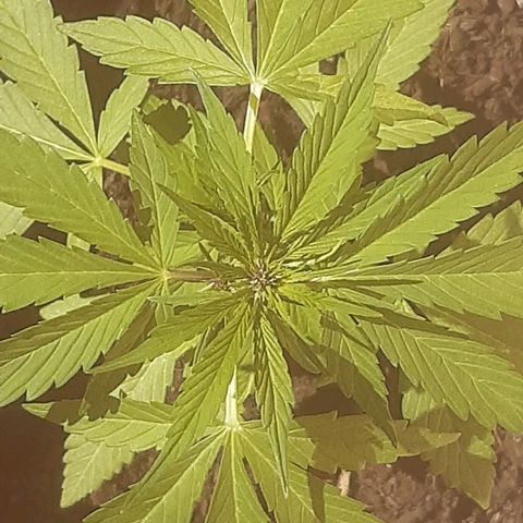 Purple Queen growlog photo: Prende il sole