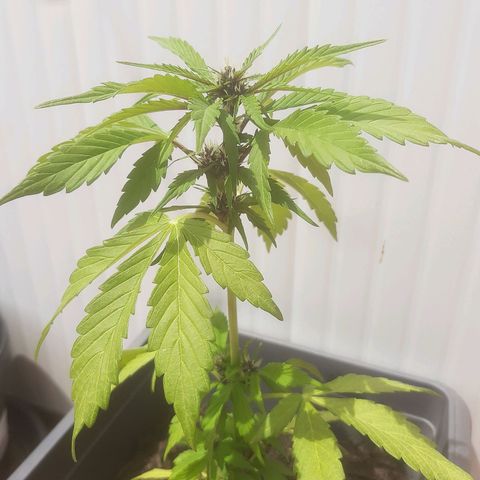 Purple Queen growlog photo: Si è fermata la crescita.. il tempo non è favorevole