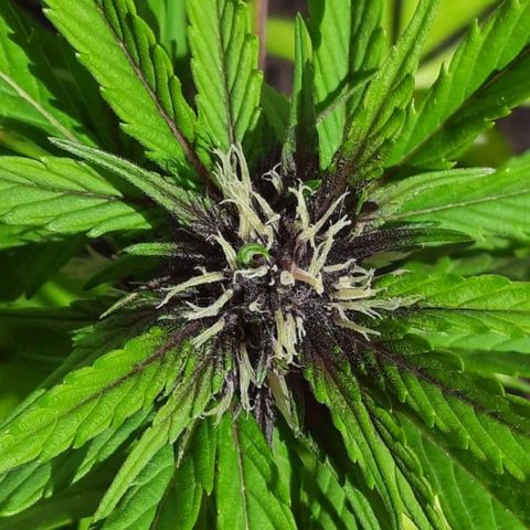 Purple Queen growlog photo: Comincia il colore purple
